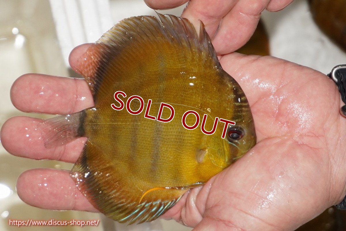 画像2: 【ワイルドディスカス】【通販】ウラリアソリッドイエローセンターバー　ヤングスター【個体販売】9-11cm（生体）ウラリア産 (2)