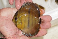 画像1: 【ウィンターセール クーポンご利用で更に10％OFF対象商品】【ワイルドディスカス】【通販】ウラリアソリッドイエローセンターバー　ヤングスター【個体販売】9-11cm（生体）ウラリア産 (1)