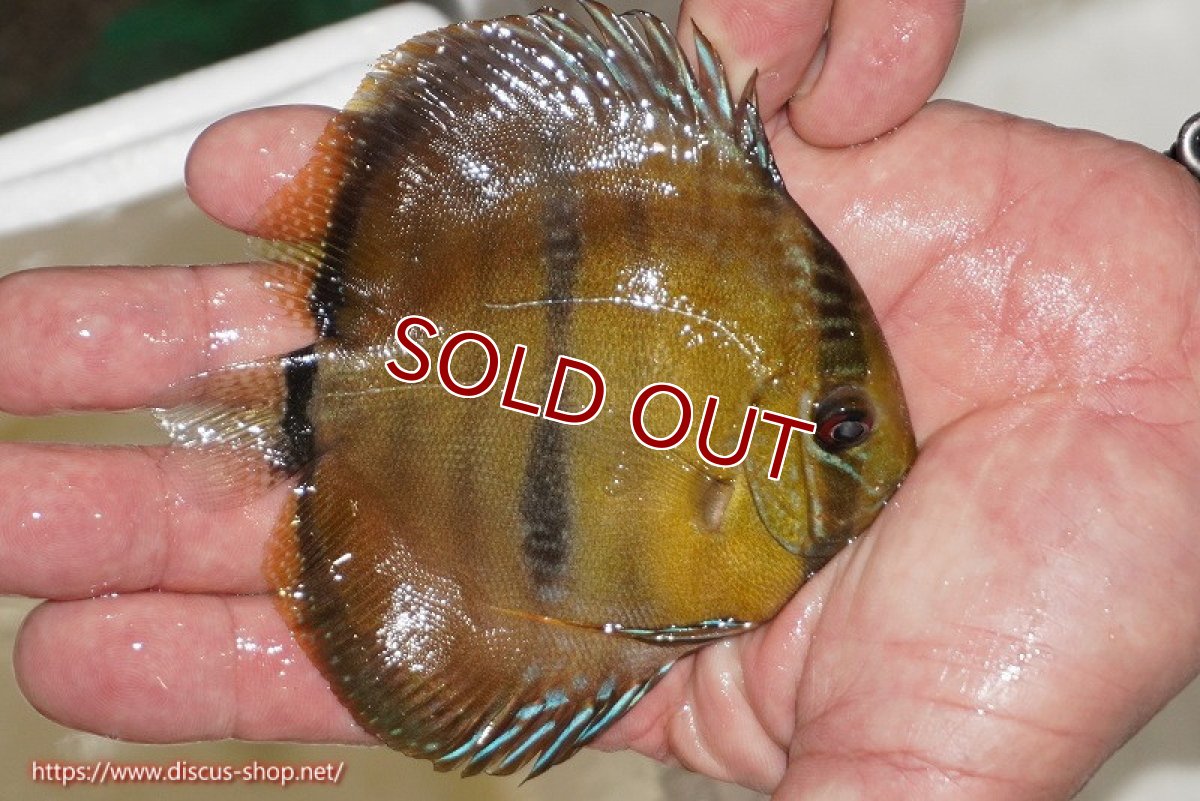 画像2: 【ワイルドディスカス】【通販】ウラリアソリッドイエローセンターバー　ヤングスター【個体販売】9-11cm（生体）ウラリア産 (2)