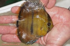 画像2: 【ウィンターセール クーポンご利用で更に10％OFF対象商品】【ワイルドディスカス】【通販】ウラリアソリッドイエローセンターバー　ヤングスター【個体販売】9-11cm（生体）ウラリア産 (2)