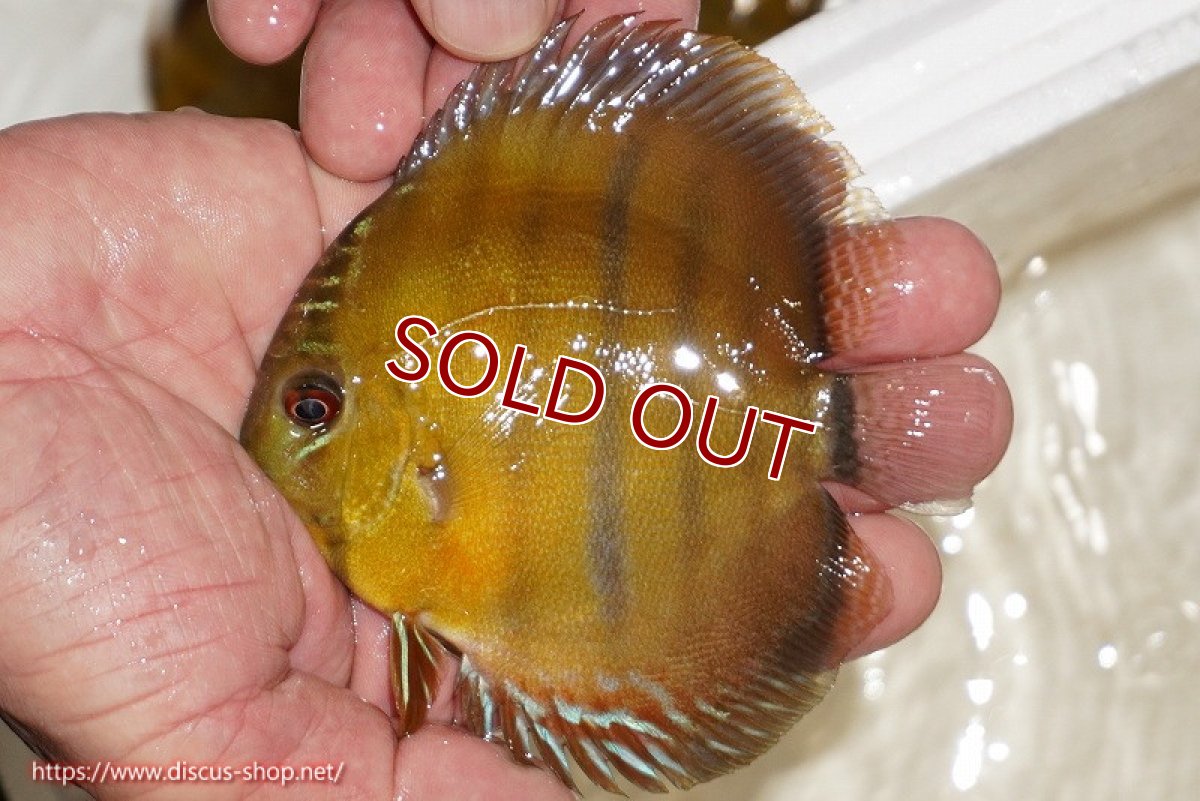 画像1: 【ワイルドディスカス】【通販】ウラリアソリッドイエローセンターバー　ヤングスター【個体販売】9-11cm（生体）ウラリア産 (1)