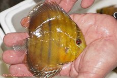 画像2: 【ウィンターセール クーポンご利用で更に10％OFF対象商品】【ワイルドディスカス】【通販】ウラリアソリッドイエローセンターバー　ヤングスター【個体販売】9-11cm（生体）ウラリア産 (2)