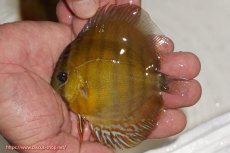 画像1: 【ウィンターセール クーポンご利用で更に10％OFF対象商品】【ワイルドディスカス】【通販】ウラリアソリッドイエローセンターバー　ヤングスター【個体販売】9-11cm（生体）ウラリア産 (1)