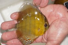 画像2: 【ウィンターセール クーポンご利用で更に10％OFF対象商品】【ワイルドディスカス】【通販】ウラリアソリッドイエローセンターバー　ヤングスター【個体販売】9-11cm（生体）ウラリア産 (2)