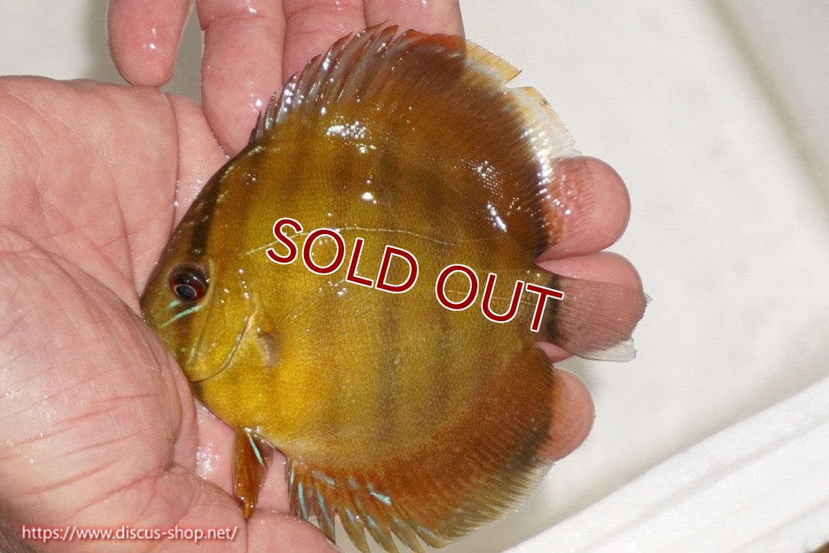 画像1: 【ワイルドディスカス】【通販】ウラリアソリッドイエローセンターバー　ヤングスター【個体販売】9-11cm（生体）ウラリア産 (1)