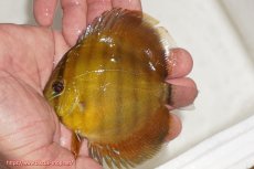 画像1: 【ウィンターセール クーポンご利用で更に10％OFF対象商品】【ワイルドディスカス】【通販】ウラリアソリッドイエローセンターバー　ヤングスター【個体販売】9-11cm（生体）ウラリア産 (1)