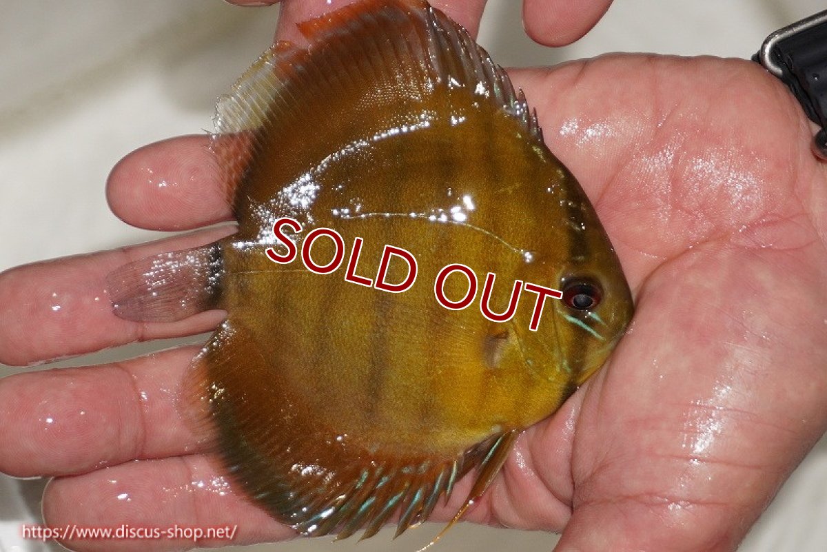 画像2: 【ワイルドディスカス】【通販】ウラリアソリッドイエローセンターバー　ヤングスター【個体販売】9-11cm（生体）ウラリア産 (2)