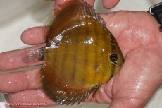 画像2: 【ウィンターセール クーポンご利用で更に10％OFF対象商品】【ワイルドディスカス】【通販】ウラリアソリッドイエローセンターバー　ヤングスター【個体販売】9-11cm（生体）ウラリア産 (2)