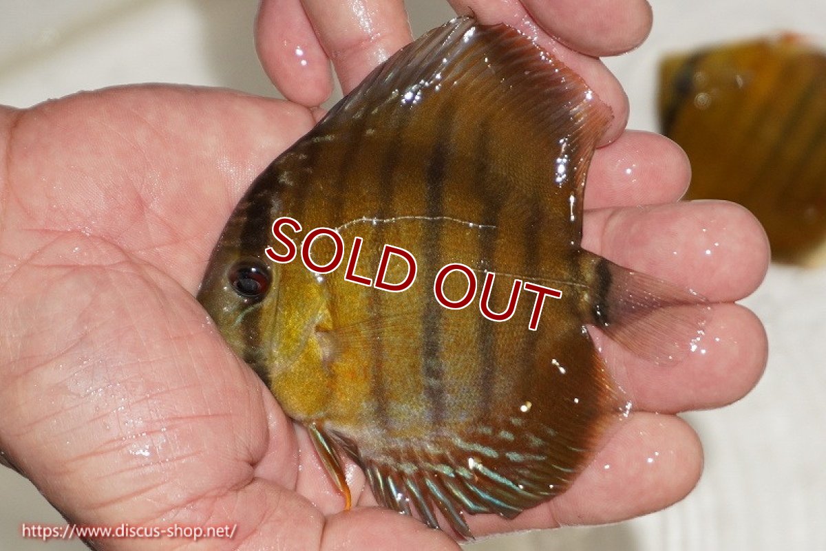 画像1: 【ワイルドディスカス】【通販】ウラリアソリッドイエローセンターバー　ヤングスター【個体販売】9-11cm（生体）ウラリア産 (1)