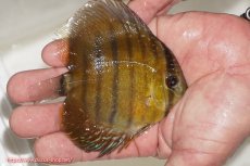 画像2: 【ウィンターセール クーポンご利用で更に10％OFF対象商品】【ワイルドディスカス】【通販】ウラリアソリッドイエローセンターバー　ヤングスター【個体販売】9-11cm（生体）ウラリア産 (2)