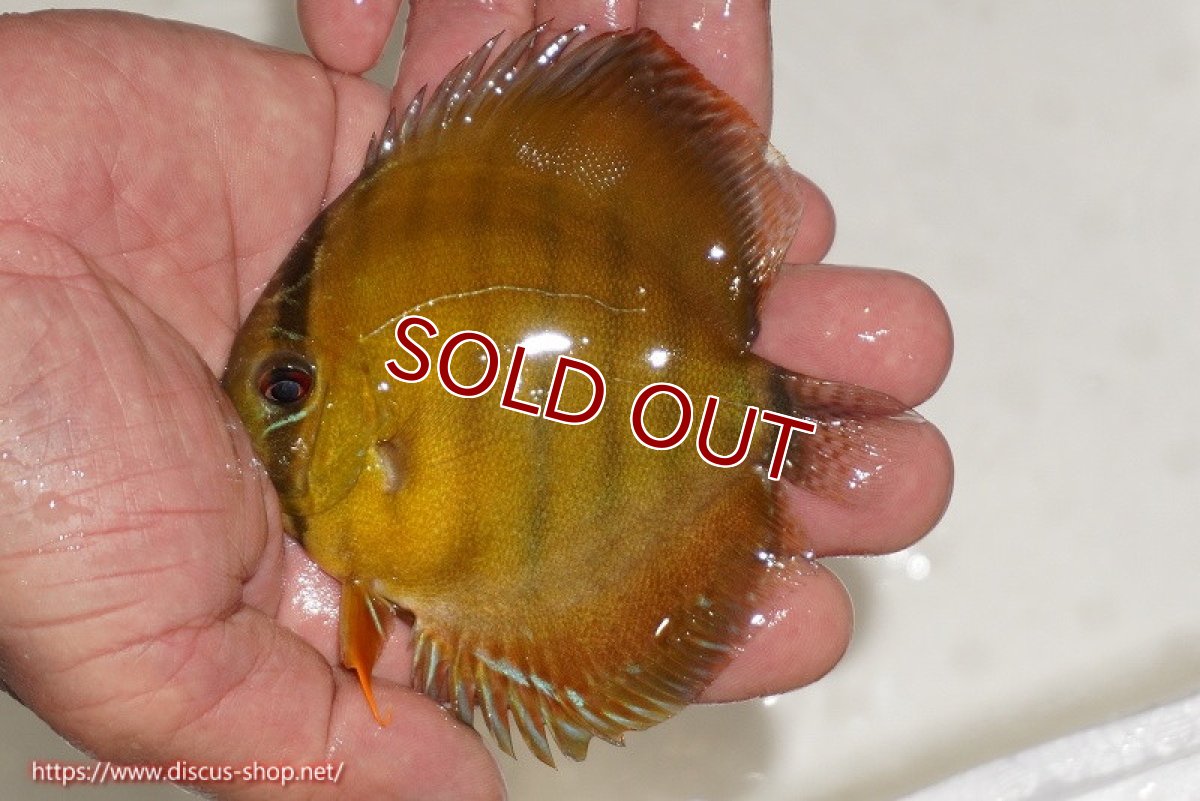 画像1: 【ワイルドディスカス】【通販】ウラリアソリッドイエローセンターバー　ヤングスター【個体販売】9-11cm（生体）ウラリア産 (1)