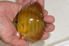 画像1: 【ウィンターセール クーポンご利用で更に10％OFF対象商品】【ワイルドディスカス】【通販】ウラリアソリッドイエローセンターバー　ヤングスター【個体販売】9-11cm（生体）ウラリア産 (1)