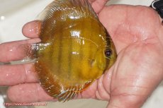 画像2: 【ウィンターセール クーポンご利用で更に10％OFF対象商品】【ワイルドディスカス】【通販】ウラリアソリッドイエローセンターバー　ヤングスター【個体販売】9-11cm（生体）ウラリア産 (2)