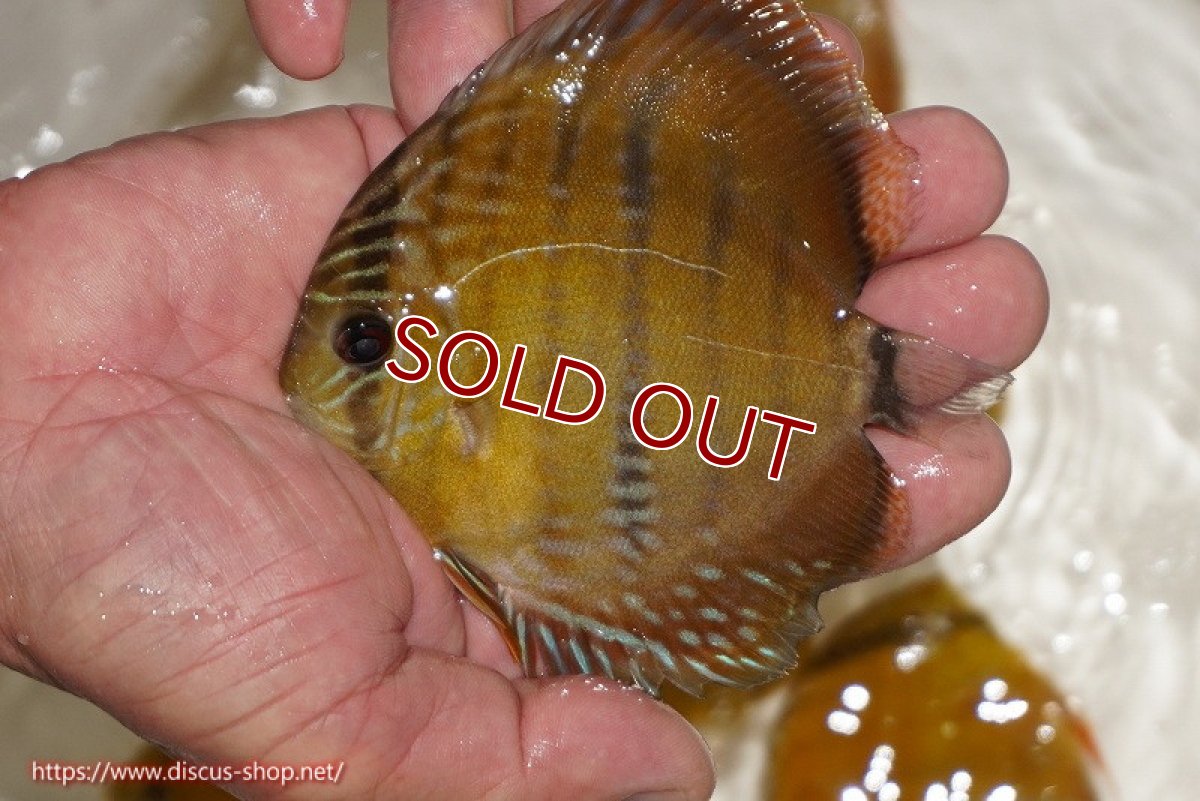 画像1: 【ワイルドディスカス】【通販】ウラリアソリッドイエローセンターバー　ヤングスター(尻ヒレ欠け有）【個体販売】9-11cm（生体）ウラリア産 (1)