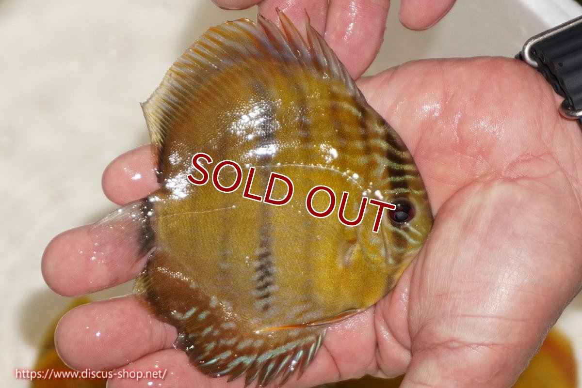 画像2: 【ワイルドディスカス】【通販】ウラリアソリッドイエローセンターバー　ヤングスター(尻ヒレ欠け有）【個体販売】9-11cm（生体）ウラリア産 (2)