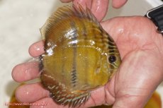 画像2: 【ウィンターセール クーポンご利用で更に10％OFF対象商品】【ワイルドディスカス】【通販】ウラリアソリッドイエローセンターバー　ヤングスター(尻ヒレ欠け有）【個体販売】9-11cm（生体）ウラリア産 (2)