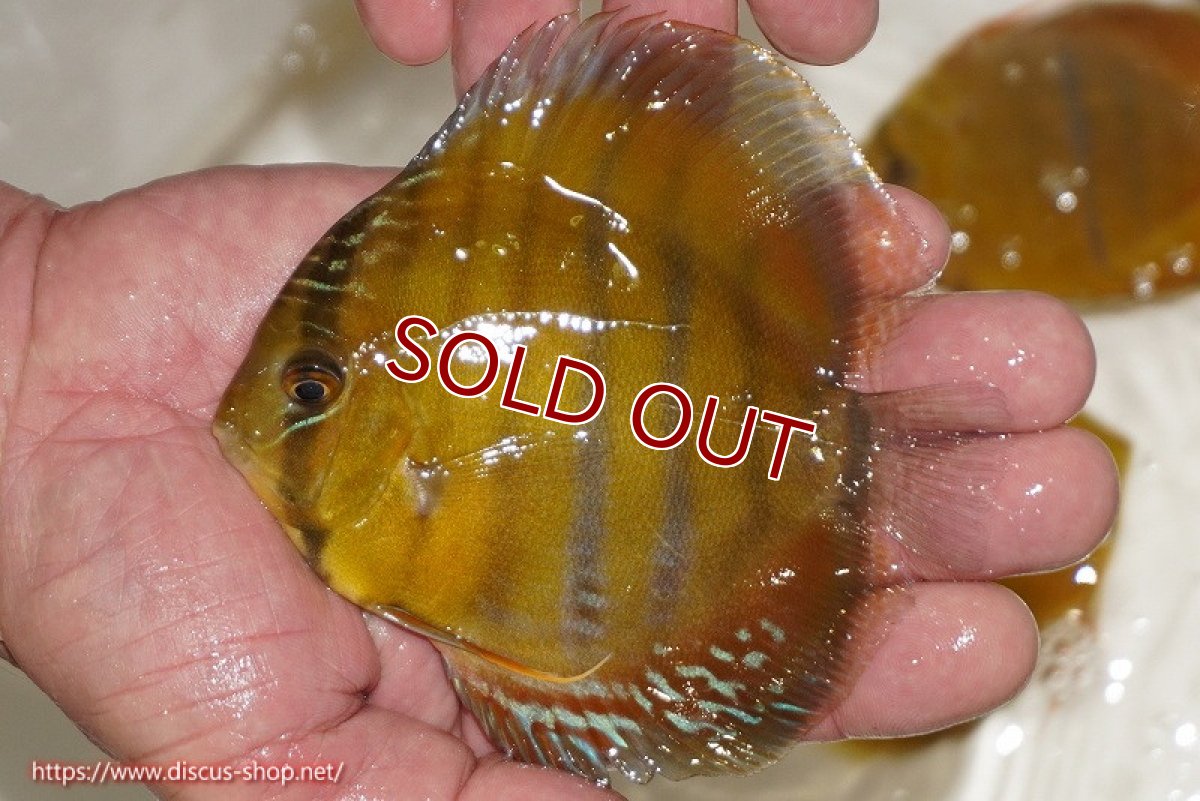 画像1: 【ワイルドディスカス】【通販】ウラリアソリッドイエローセンターバー　ヤングスター（オレンジ目ー金目）【個体販売】9-11cm（生体）ウラリア産 (1)