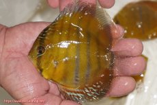 画像1: 【ウィンターセール クーポンご利用で更に10％OFF対象商品】【ワイルドディスカス】【通販】ウラリアソリッドイエローセンターバー　ヤングスター（オレンジ目ー金目）【個体販売】9-11cm（生体）ウラリア産 (1)