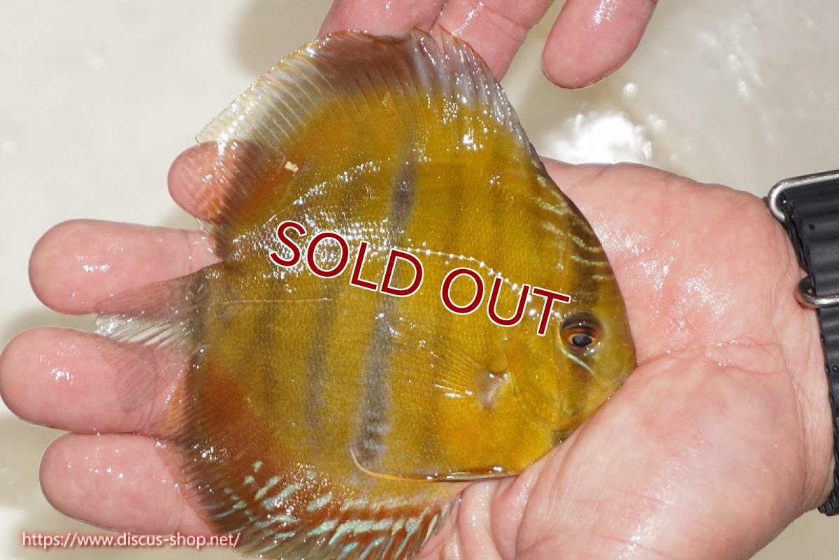 画像2: 【ワイルドディスカス】【通販】ウラリアソリッドイエローセンターバー　ヤングスター（オレンジ目ー金目）【個体販売】9-11cm（生体）ウラリア産 (2)