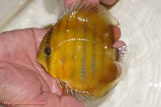 画像1: 【ウィンターセール クーポンご利用で更に10％OFF対象商品】【ワイルドディスカス】【通販】ウラリアソリッドイエローセンターバー　ヤングスター（オレンジ目ー金目）【個体販売】9-11cm（生体）ウラリア産 (1)