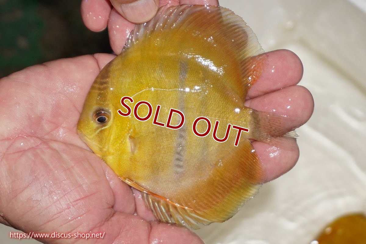 画像1: 【ワイルドディスカス】【通販】ウラリアソリッドイエローセンターバー　ヤングスター（オレンジ目ー金目）【個体販売】9-11cm（生体）ウラリア産 (1)