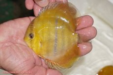 画像1: 【ウィンターセール クーポンご利用で更に10％OFF対象商品】【ワイルドディスカス】【通販】ウラリアソリッドイエローセンターバー　ヤングスター（オレンジ目ー金目）【個体販売】9-11cm（生体）ウラリア産 (1)