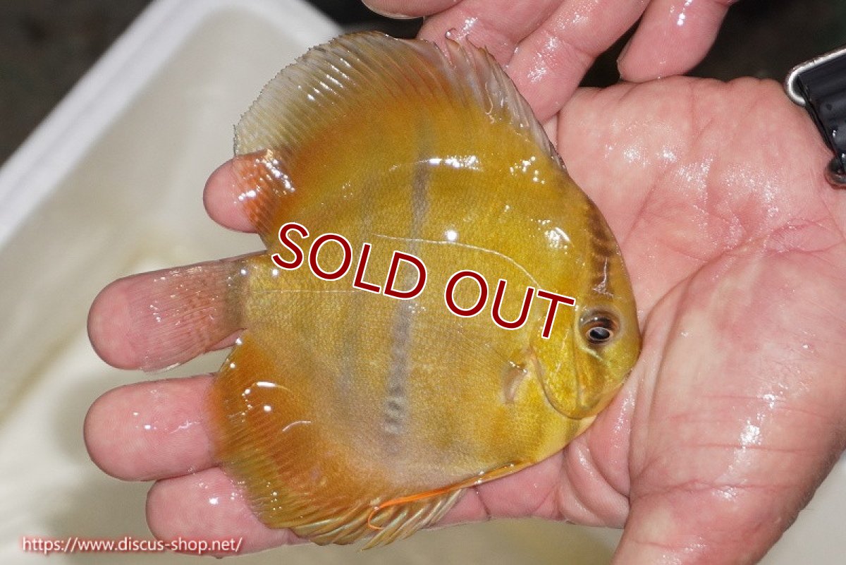 画像2: 【ワイルドディスカス】【通販】ウラリアソリッドイエローセンターバー　ヤングスター（オレンジ目ー金目）【個体販売】9-11cm（生体）ウラリア産 (2)