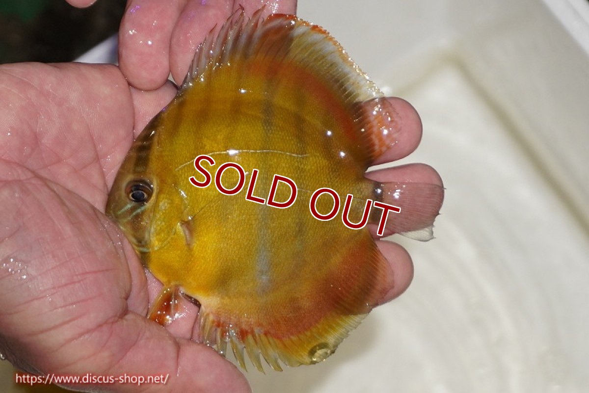 画像1: 【30周年記念セール対象個体】【ワイルドディスカス】【通販】ウラリアソリッドイエローセンターバー　ヤングスター（オレンジ目ー金目）【個体販売】9-11cm（生体）ウラリア産 (1)
