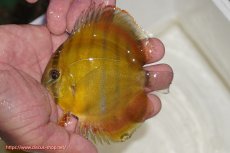 画像1: 【ウィンターセール クーポンご利用で更に10％OFF対象商品】【ワイルドディスカス】【通販】ウラリアソリッドイエローセンターバー　ヤングスター（オレンジ目ー金目）【個体販売】9-11cm（生体）ウラリア産 (1)