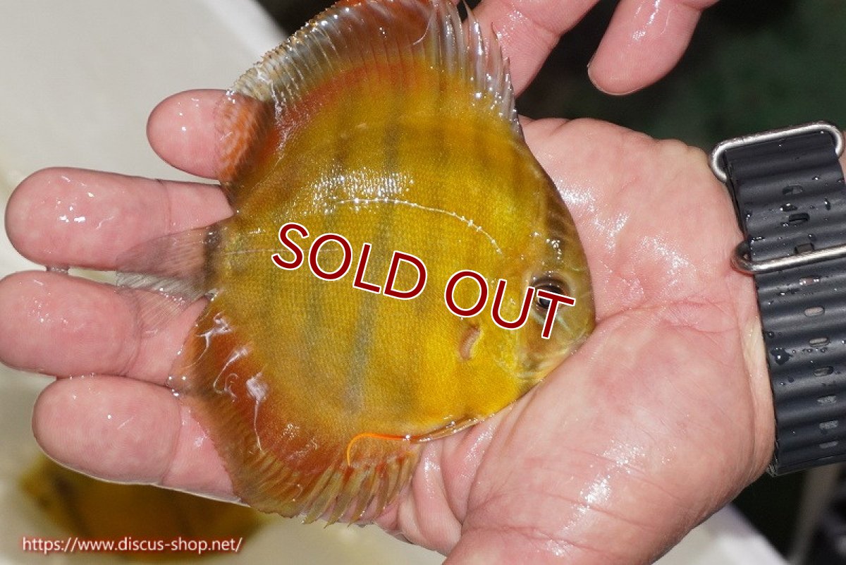 画像2: 【30周年記念セール対象個体】【ワイルドディスカス】【通販】ウラリアソリッドイエローセンターバー　ヤングスター（オレンジ目ー金目）【個体販売】9-11cm（生体）ウラリア産 (2)