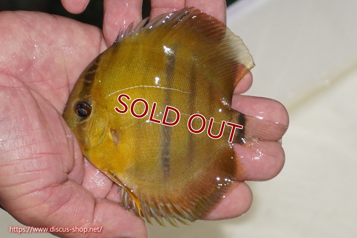 画像1: 【ワイルドディスカス】【通販】ウラリアソリッドイエローセンターバー　ヤングスター（オレンジ目ー金目）【個体販売】9-11cm（生体）ウラリア産 (1)