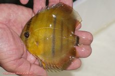 画像1: 【ウィンターセール クーポンご利用で更に10％OFF対象商品】【ワイルドディスカス】【通販】ウラリアソリッドイエローセンターバー　ヤングスター（オレンジ目ー金目）【個体販売】9-11cm（生体）ウラリア産 (1)