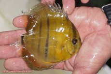 画像2: 【ウィンターセール クーポンご利用で更に10％OFF対象商品】【ワイルドディスカス】【通販】ウラリアソリッドイエローセンターバー　ヤングスター（オレンジ目ー金目）【個体販売】9-11cm（生体）ウラリア産 (2)