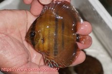 画像1: 【ワイルドディスカス】【通販】【入荷後未掲載個体】マリマリヘッケルクロス　ヤングスター【個体販売】8-9cm（生体）マリマリ産 (1)