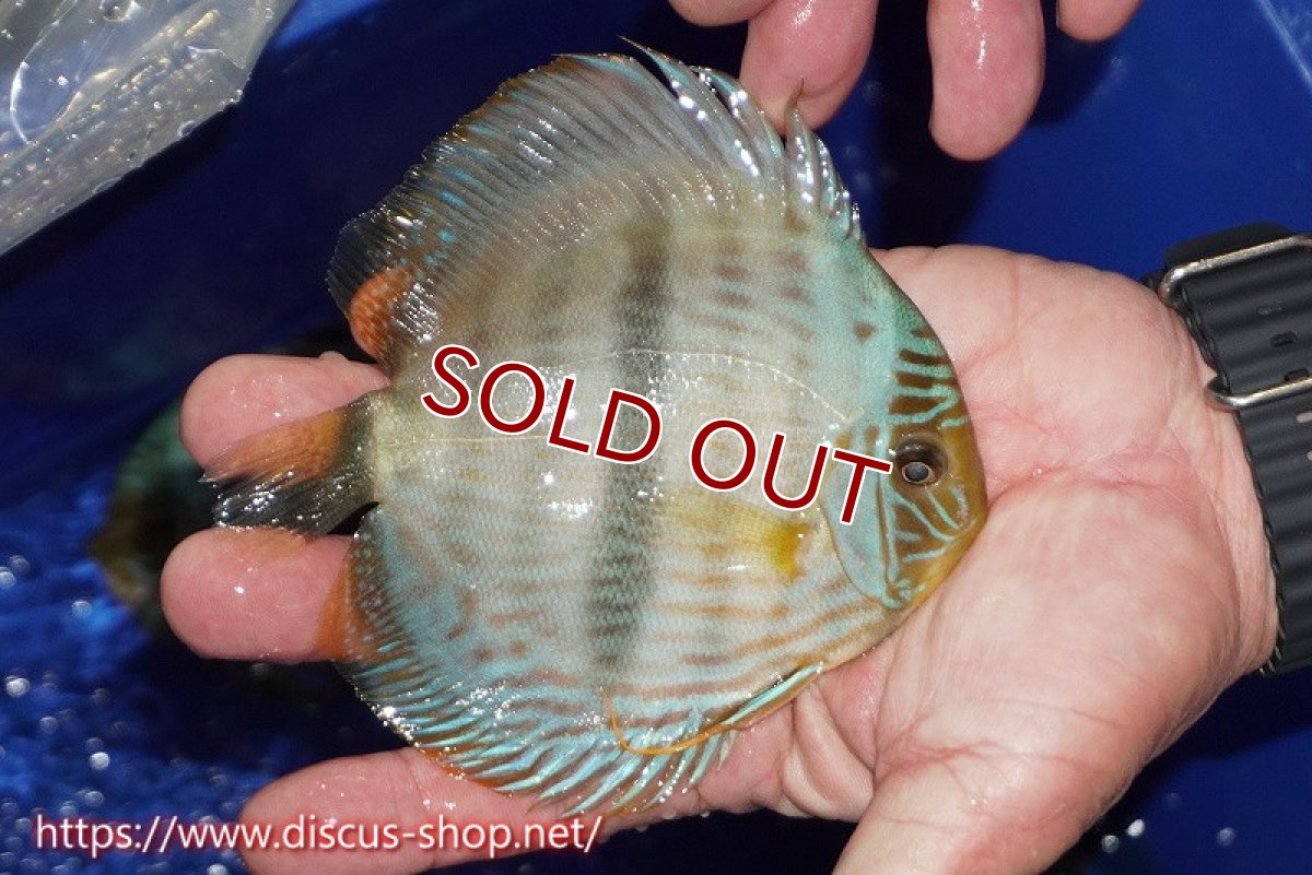 画像2: 【ワイルドディスカス】【通販】【激青】アバキシブルーフェイス【個体販売】12cm（生体）アバキシ産 (2)