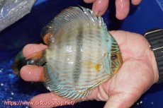 画像2: 【ワイルドディスカス】【通販】【激青】アバキシブルーフェイス【個体販売】12cm（生体）アバキシ産 (2)