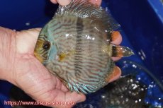 画像1: 【ワイルドディスカス】【通販】【激青】アバキシブルーフェイス【個体販売】12cm（生体）アバキシ産 (1)