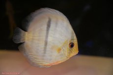 画像1: 【30周年記念セール対象個体】【ワイルドディスカス】【通販】【激青】アバキシブルーフェイス ヤングスター【個体販売】11cm（生体）アバキシ産 (1)