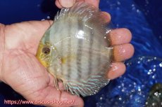 画像2: 【30周年記念セール対象個体】【ワイルドディスカス】【通販】【激青】アバキシブルーフェイス ヤングスター【個体販売】11cm（生体）アバキシ産 (2)