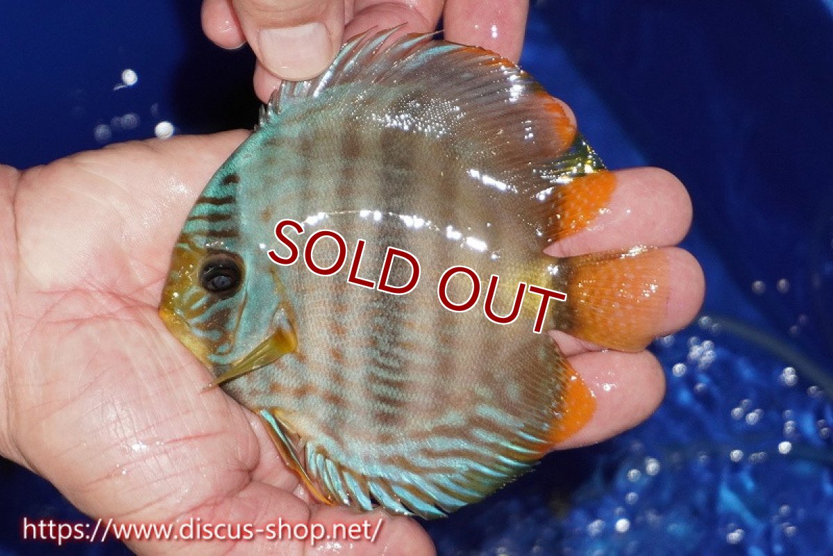 画像1: 【ワイルドディスカス】【通販】【激青】アバキシブルーフェイス【個体販売】11cm（生体）アバキシ産 (1)