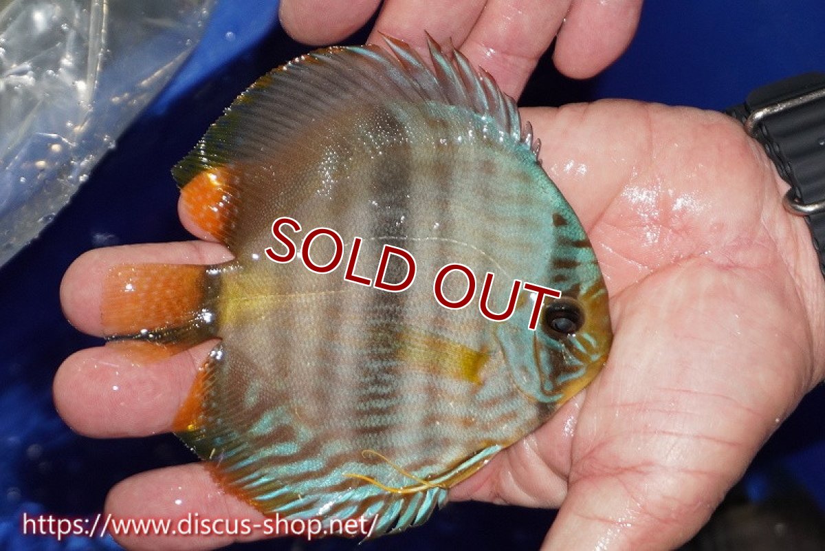 画像2: 【ワイルドディスカス】【通販】【激青】アバキシブルーフェイス【個体販売】11cm（生体）アバキシ産 (2)