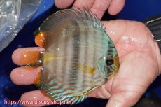 画像2: 【ワイルドディスカス】【通販】【激青】アバキシブルーフェイス【個体販売】11cm（生体）アバキシ産 (2)