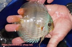 画像2: 【ワイルドディスカス】【通販】【激青】アバキシブルーフェイス【個体販売】11cm（生体）アバキシ産 (2)