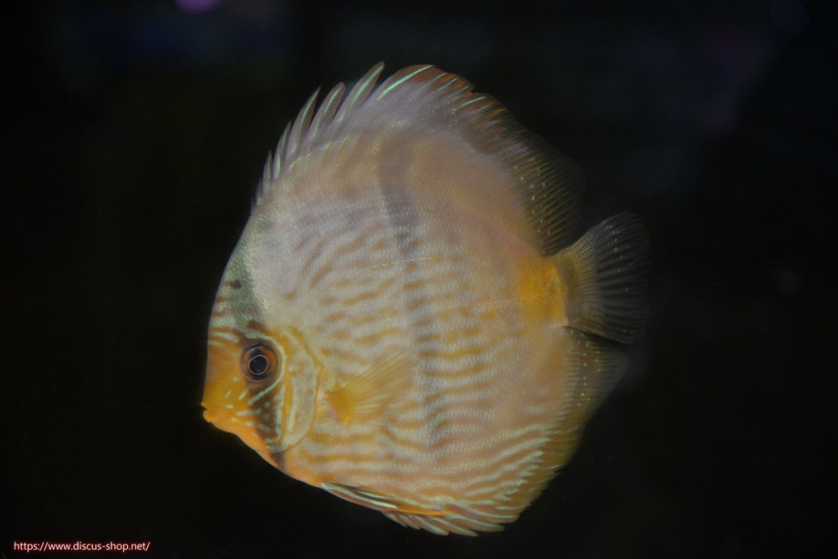 画像1: 【30周年記念セール対象個体】【ワイルドディスカス】【通販】【激青】アバキシブルーフェイス ヤングスター【個体販売】12cm（生体）アバキシ産 (1)