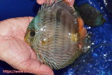 画像2: 【30周年記念セール対象個体】【ワイルドディスカス】【通販】【激青】アバキシブルーフェイス ヤングスター【個体販売】12cm（生体）アバキシ産 (2)