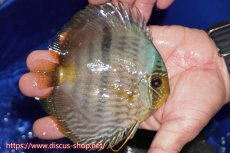 画像3: 【30周年記念セール対象個体】【ワイルドディスカス】【通販】【激青】アバキシブルーフェイス ヤングスター【個体販売】12cm（生体）アバキシ産 (3)