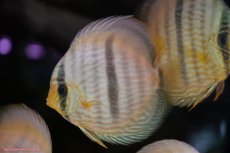 画像1: 【30周年記念セール対象個体】【ワイルドディスカス】【通販】【激青】アバキシブルーフェイス ヤングスター【個体販売】12cm（生体）アバキシ産 (1)