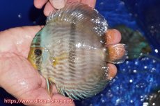 画像2: 【30周年記念セール対象個体】【ワイルドディスカス】【通販】【激青】アバキシブルーフェイス ヤングスター【個体販売】12cm（生体）アバキシ産 (2)