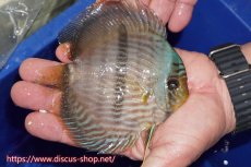 画像3: 【30周年記念セール対象個体】【ワイルドディスカス】【通販】【激青】アバキシブルーフェイス ヤングスター【個体販売】12cm（生体）アバキシ産 (3)