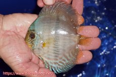 画像1: 【ワイルドディスカス】【通販】【激青】アバキシブルーフェイス【個体販売】11cm（生体）アバキシ産 (1)